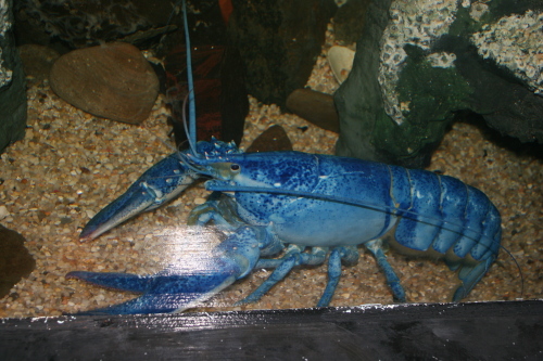 Blue Lobster